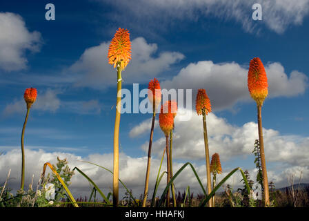 Red Hot Poker, (Kniphofia), wächst am Meer auf Achill Island. Stockfoto