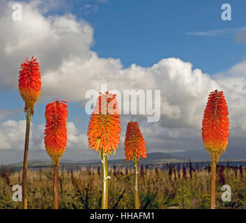 Red Hot Poker, (Kniphofia), wächst am Meer auf Achill Island. Stockfoto