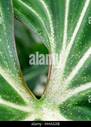 Grüne und weiße Blatt Makro, Hochformat Stockfoto