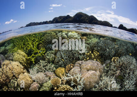 Einem schönen Korallenriff gedeiht in Raja Ampat, Indonesien. Diese artenreichen Region bekannt als das Herzstück der Coral Triangle. Stockfoto