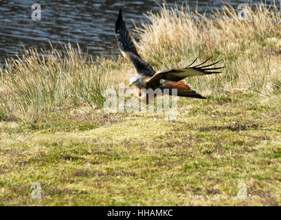 Rotmilan (Milvus Milvus) nach Beute bei Bwlch Nant y Arian, Ceredigion herab. Stockfoto