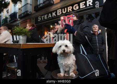 Madrid, Spanien. 17. Januar 2017. Ein Hund abgebildet während des Festes von Saint Anthony, Spaniens Schutzpatron der Tiere, in Madrid. Bildnachweis: Jorge Sanz/Pacific Press/Alamy Live-Nachrichten Stockfoto