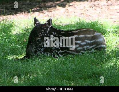 Baby Schabrackentapir (Tapirus Indicus), ursprünglich aus Burma nach Sumatra Stockfoto