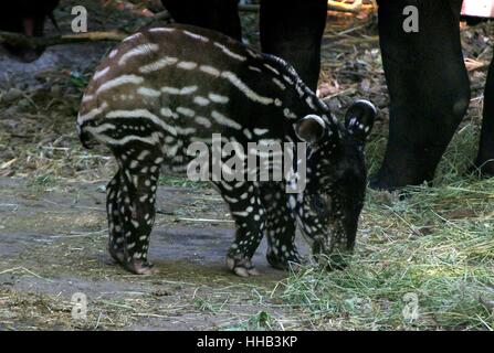 Neugeborenen Schabrackentapir Youngster (Tapirus Indicus) Weiden. Gebürtig aus Birma nach Sumatra Stockfoto