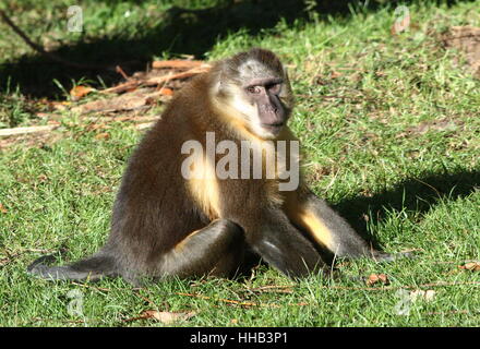 Männliche Central African Golden bellied Mangabey (Cercocebus Chrysogaster), ursprünglich aus den Regenwäldern des Kongo Stockfoto