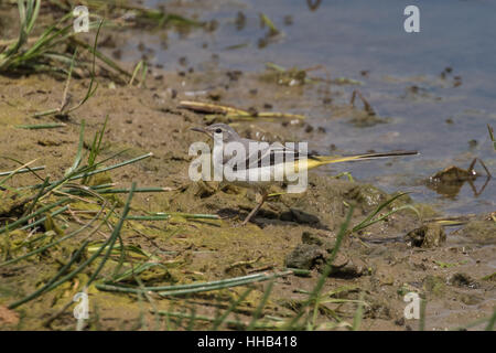 Gebirgsstelze (Motacilla Cinerea) auf Kratzen im Sommer. Stockfoto