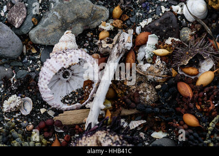Seeigel, Muscheln und Algen an der Küste, abstrakte Natur Hintergrund Stockfoto