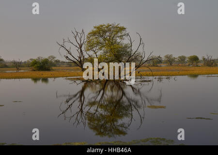 Mächtige Bäume auf dem Hintergrund einer tropischen Landschaft im Keoladeo National Park Stockfoto