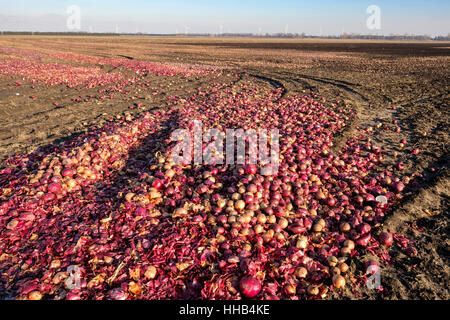 Verworfen, weißen und roten Zwiebeln Links zu faul in einem Bauernhof-Feld in der Region von Lambton Shores, Südwest-Ontario, Kanada. Speisereste, Essen zu verschwenden. Stockfoto