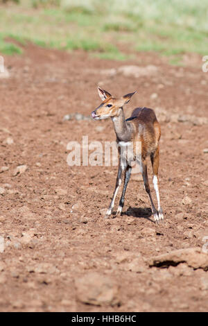 Vertikale Porträt der Buschbock, Tragelaphus Scriptus, im Aberdare National Park. Kenia. Afrika. Stockfoto