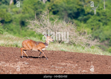 Horizontale Porträt der Buschbock, Tragelaphus Scriptus, ausgeführt in Aberdare Nationalpark. Kenia. Afrika. Stockfoto