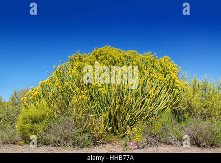 Euphorbia Mauritanica Busch in Northern Cape, South Africa Stockfoto