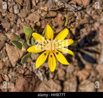 Gazanien Lichtensteinii Wildblumen im Namaqualand, Südafrika Stockfoto