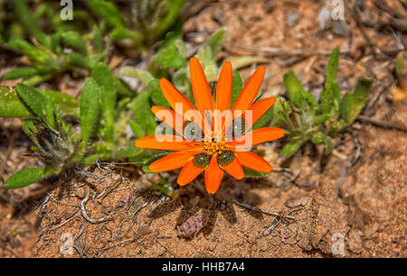 Eine Gorteria Diffusa Wildblumen im Namaqualand, Südafrika Stockfoto