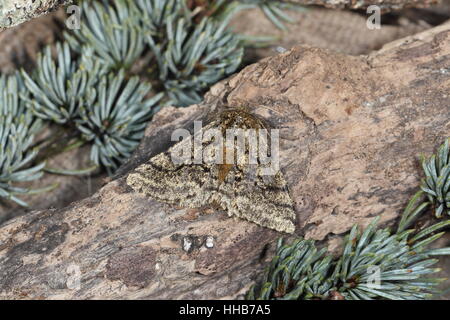 Männlichen gestromt Schönheit (Lycia Hirtaria), thront eine Feder-fliegende Motte auf einem Ast unter Kiefernadeln Stockfoto