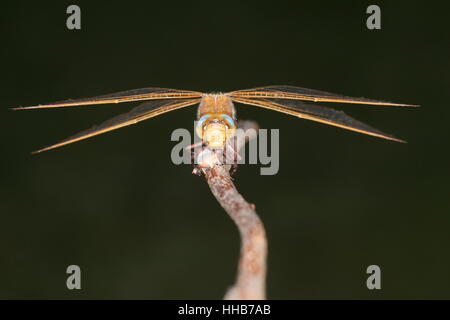 Braun Hawker (Aeshna Grandis): Erwachsene Libelle thront auf einem Stick, durch Blitz beleuchtet Stockfoto