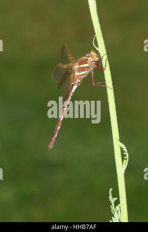 Braun Hawker (Aeshna Grandis): Erwachsene Libelle thront auf einer Anlage auf einem sauberen grünen Hintergrund Stockfoto