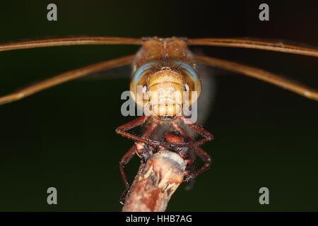 Braun Hawker (Aeshna Grandis): close-up thront Erwachsene Libelle, mit Schwerpunkt auf blauen und braunen Augen Stockfoto