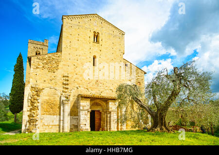 Sant Antimo, Castelnuovo Abate Montalcino Kirche und weltliche Olivenbaum. Val d Orcia Toskana, Italien, Europa Stockfoto