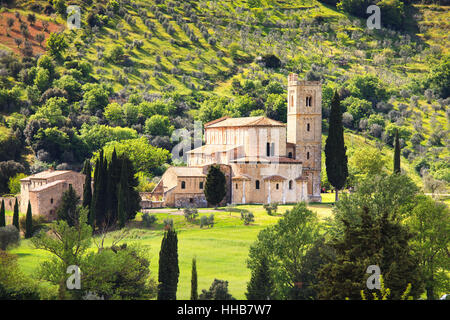 Sant Antimo, Castelnuovo Abate Montalcino Kirche und weltliche Olivenbaum. Val d Orcia Toskana, Italien, Europa Stockfoto