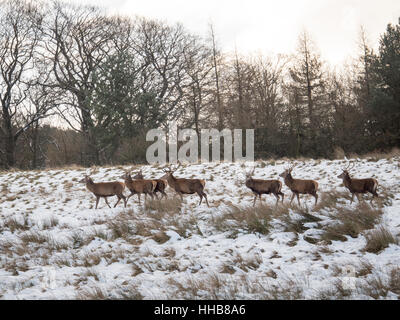 Eine gehört der Rothirsch Fuß durch den Schnee bei Lyme Park in Cheshire Stockfoto