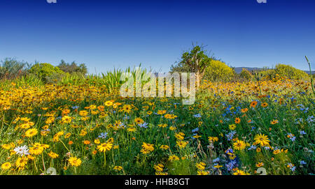 Ein Landschaftsbild der afrikanischen Frühlingsblumen im südlichen Afrika Stockfoto