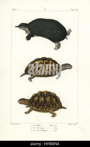 Florida Softshell Schildkröte, Apalone Ferox 1 Sporn-thighed Tortoise, Testudo Graeca 2 (anfällig) und geometrische Schildkröte, Psammobates Geometricus 3 (gefährdet). Handkoloriert Kupferstich von David nach einer Illustration von Jean-Gabriel Pretre von Bernard Germain de Lacepede Natural History ovipar Vierbeiner, Schlangen, Fische und Wale und Delfine, Eymery, Paris, 1825. Stockfoto