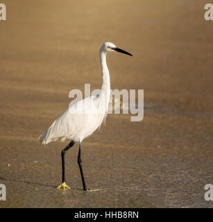 Ein Seidenreiher stehend an einem Strand im südlichen Afrika Stockfoto