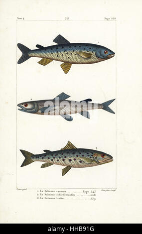 Atlantischen Lachs, Salmo salar 1 Silber Lachs, Salmo Schiefermuelleri (ausgestorben) 2 und Meerforellen, Salmo Trutta 3. Handkoloriert Kupferstich von Plee Sr. nach einer Illustration von Jean-Gabriel Pretre von Bernard Germain de Lacepede Natural History ovipar Vierbeiner, Schlangen, Fische und Wale und Delfine, Eymery, Paris, 1825. Stockfoto