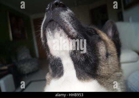 Ein grauer Tag im Leben von Hachiko Stockfoto