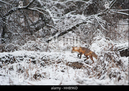 Eine Rotfuchs Spaziergänge entlang eines umgestürzten Baumes in einen frühen Frühlingsschnee in südlichem New Jersey. Stockfoto