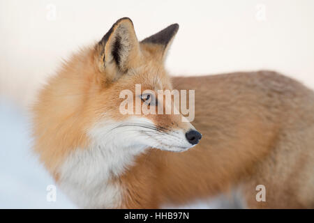 Eine Nahaufnahme Portrait eines Roten Fuchses auf das weiche dämmerige Licht. Stockfoto