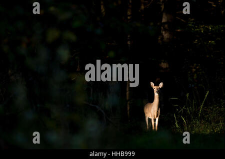 Eine Warnung weibliche Whitetail Deer steht im Rampenlicht der Morgensonne von dunklen Wäldern umgeben. Stockfoto