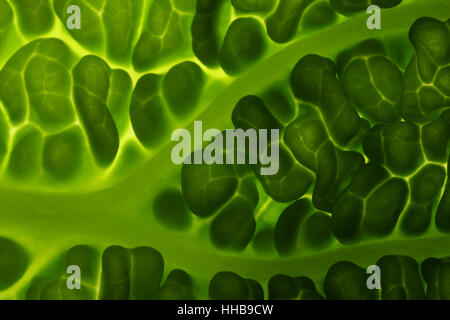 Makro von einem Wirsing mit komplizierten Details der Blattstruktur. Stockfoto