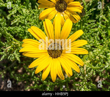 Ein Fallschirm Daisy (Ursinia Cakilefolia) Wildblumen im Namaqualand, Südafrika Stockfoto