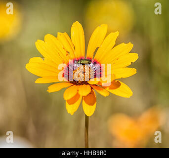 Ursinia Calenduliflora (Fallschirm Daisy) Wildlfower in das Namaqualand, Südafrika Stockfoto