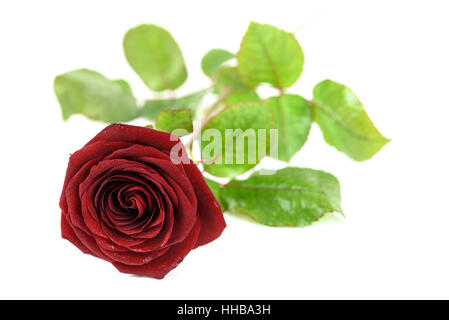 Blühende rote stieg im Tautropfen und isoliert auf einem weißen Hintergrund. Stockfoto