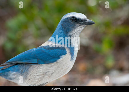 Ein Florida Scrub Jay steht ganz in der Nähe für ein Porträt mit weichem trüben Licht vor einem grünen Hintergrund. Stockfoto