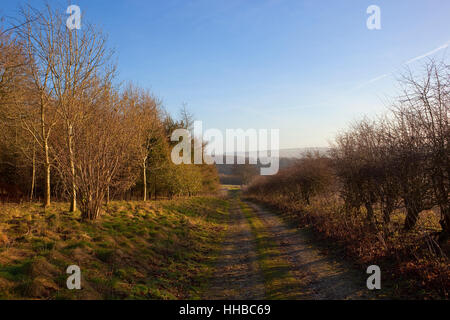 Eine frostige grasbewachsenen Weg durch junge Wälder und Hecken von der malerischen Yorkshire Wolds im Winter. Stockfoto