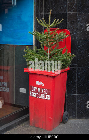 Einen Weihnachtsbaum in einem Wheelie bin bereit recycelt werden. Stockfoto