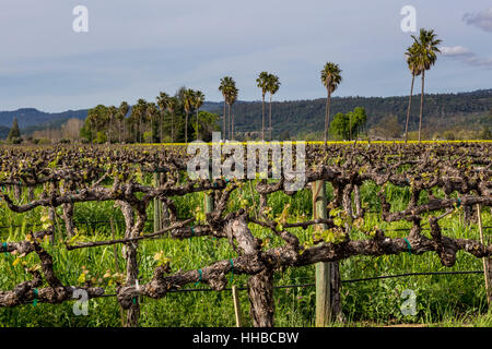 Weinberg, runden Teich Estate, Rutherford, Napa Valley, Napa County, Kalifornien Stockfoto