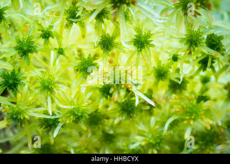 Bog Moss (Sphagnum Goldhahnenfuß) bei Abernethy Wald in Schottland. Stockfoto