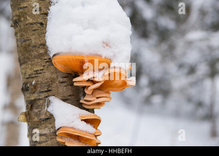 Pilze im Schnee Stockfoto