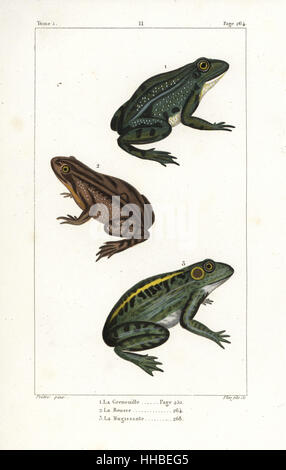 Gemeinsamen europäischen Frosch, Rana Temporaria 1,2 und amerikanischer Ochsenfrosch Rana Catesbeiana 3. Handkoloriert Kupferstich von Plee Jr. nach einer Illustration von Jean-Gabriel Pretre von Bernard Germain de Lacepede Natural History ovipar Vierbeiner, Schlangen, Fische und Wale und Delfine, Eymery, Paris, 1825. Stockfoto