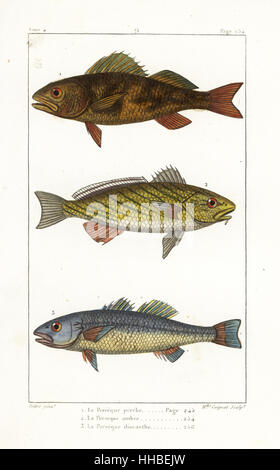 Barsch, Percha Fluviatilis, Shi-Trommel, Umbrina Cirrosa und Seebarsch, Dicentrarchus Labrax. Handkoloriert Kupferstich von Miss Coignet nach einer Illustration von Jean-Gabriel Pretre von Bernard Germain de Lacepede Natural History ovipar Vierbeiner, Schlangen, Fische und Wale und Delfine, Eymery, Paris, 1825. Stockfoto