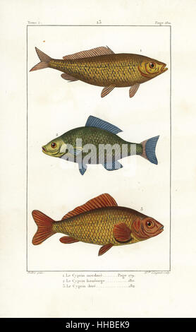 Karpfen, Cyprinus Carpio (anfällig), bronze, Goldfische, Karpfen und Carassius Carassius Carassius Auratus. Handkoloriert Kupferstich von Miss Coignet nach einer Illustration von Jean-Gabriel Pretre von Bernard Germain de Lacepede Natural History ovipar Vierbeiner, Schlangen, Fische und Wale und Delfine, Eymery, Paris, 1825. Stockfoto