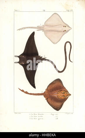 Weiße Skate, Rostroraja Alba (gefährdeten) 1,2 und Teufel Strahl, Mobula mobular 3. Handkoloriert Kupferstich von V. Plee Jr. nach einer Illustration von Jean-Gabriel Pretre von Bernard Germain de Lacepede Natural History ovipar Vierbeiner, Schlangen, Fische und Wale und Delfine, Eymery, Paris, 1825. Stockfoto