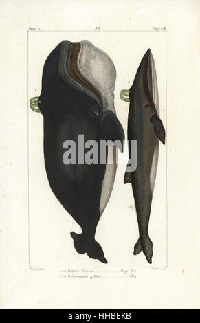 Nordatlantik Glattwal Eubalaena Cyclopoida (gefährdet) und Blauwal oder Finnwal Balaenoptera Physalus (gefährdet). Handkoloriert Kupferstich von David nach einer Illustration von Jean-Gabriel Pretre von Bernard Germain de Lacepede Natural History ovipar Vierbeiner, Schlangen, Fische und Wale und Delfine, Eymery, Paris, 1825. Stockfoto