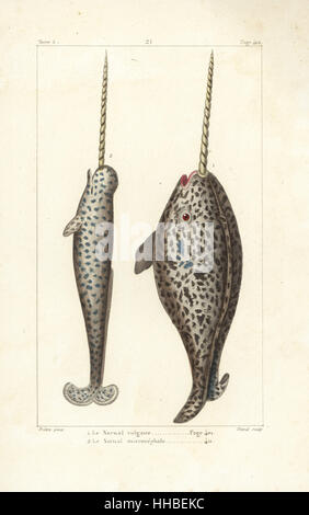 Narwal oder Meer Kanarienvogel, Monodon Monoceros (1,2). Handkoloriert Kupferstich von David nach einer Illustration von Jean-Gabriel Pretre von Bernard Germain de Lacepede Natural History ovipar Vierbeiner, Schlangen, Fische und Wale und Delfine, Eymery, Paris, 1825. Stockfoto