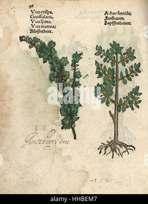 Stachelbeere Ribes Uva-Crispa und Faulbaum, Rhamnus Frangula. Handkoloriert Holzschnitt Gravur eine botanische Illustration von Adam Lonicers Krauterbuch oder Kräuter, Frankfurt am Main, 1557. Dies aus einem 17. Jahrhundert Pirate Edition oder Atlas Illustrationen nur, mit Untertiteln in Latein, Griechisch, Französisch, Italienisch, Deutsch und in Englisch Manuskript. Stockfoto